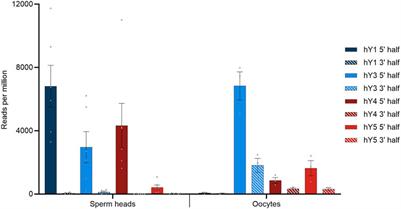 Human sperm heads harbor modified YsRNA as transgenerationally inherited non-coding RNAs